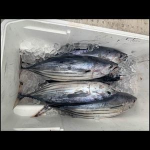 Meet your Posher, Churie